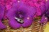 DSC00656.jpg